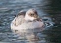 Cepphus columba